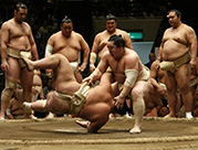 combat de sumo