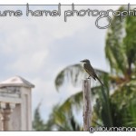 DSC_3007 DSC_3007