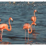 DSC_3101 DSC_3101