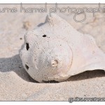 DSC_3226 DSC_3226