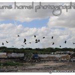 DSC_3510 DSC_3510