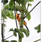DSC_3765 DSC_3765