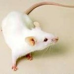 white-mouse